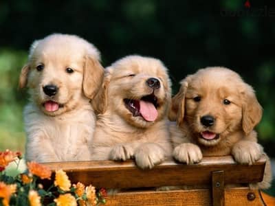 Golden Retriever Puppies Available