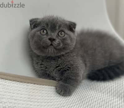 Scottish Fold Kitten Delivery