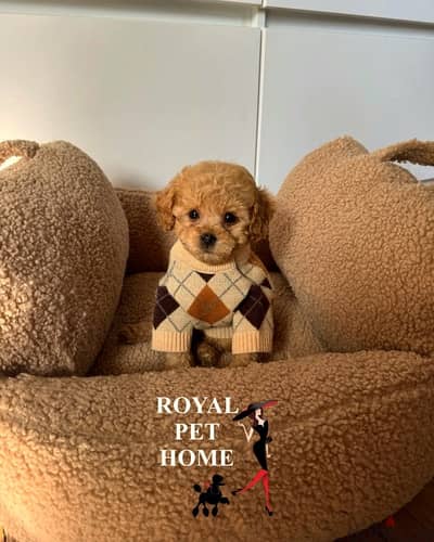 Toy Poodle Imported