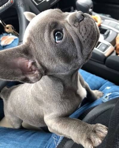French Bulldog Puppies Available In Store & Delivery