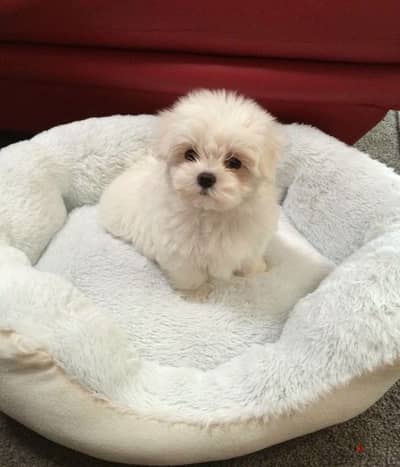 Bichon Puppies Available/Dog/كلاب/Delivery