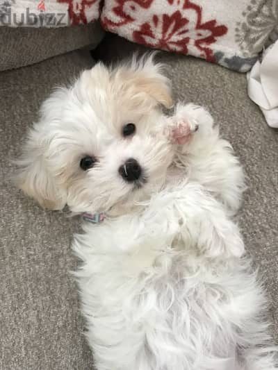 Bichon puppies available/Dog/كلاب