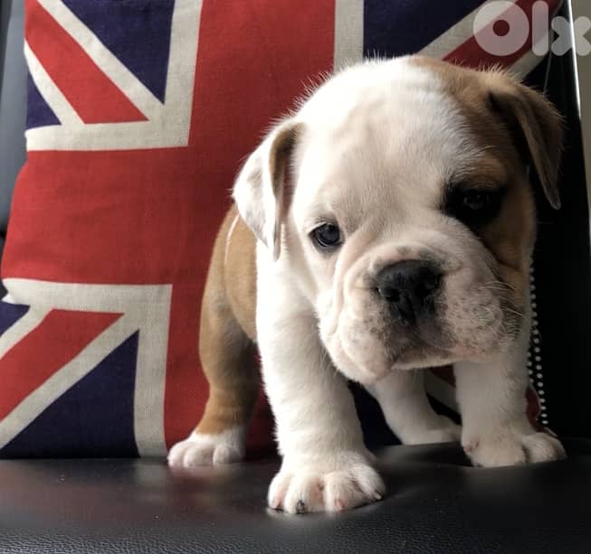 English Bulldog 0