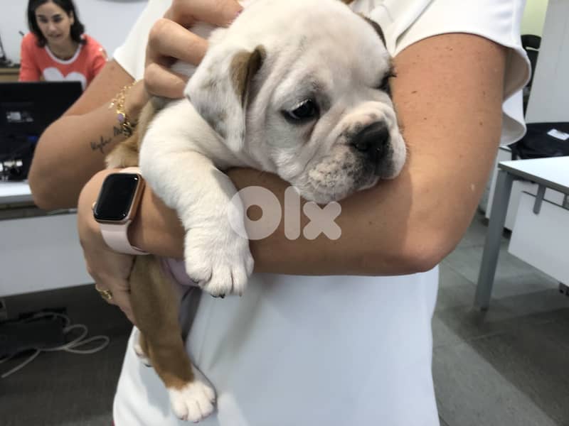English Bulldog 2