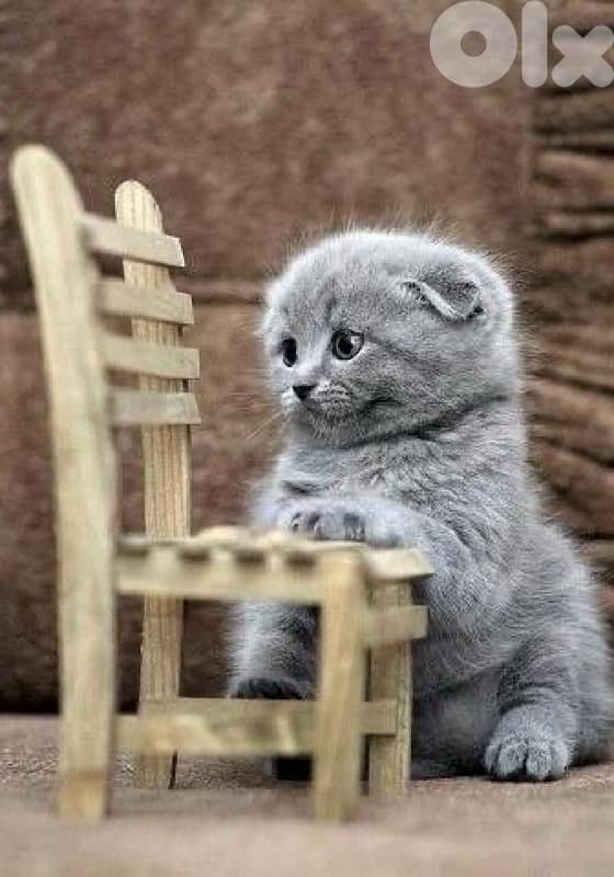 Available now!! High quality breed Scottish Fold grey kitten! قطط هر 0