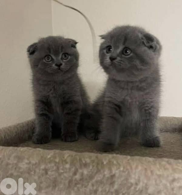 Available now!! High quality breed Scottish Fold grey kitten! قطط هر 0