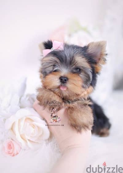 Yorkshire puppies available pure breed dog delivery