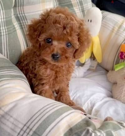 Toy Poodle puppies available Imported high quality delivery