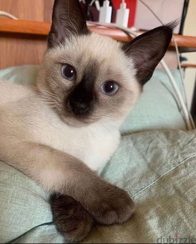 Siamese Kitten Available/ cat قطط