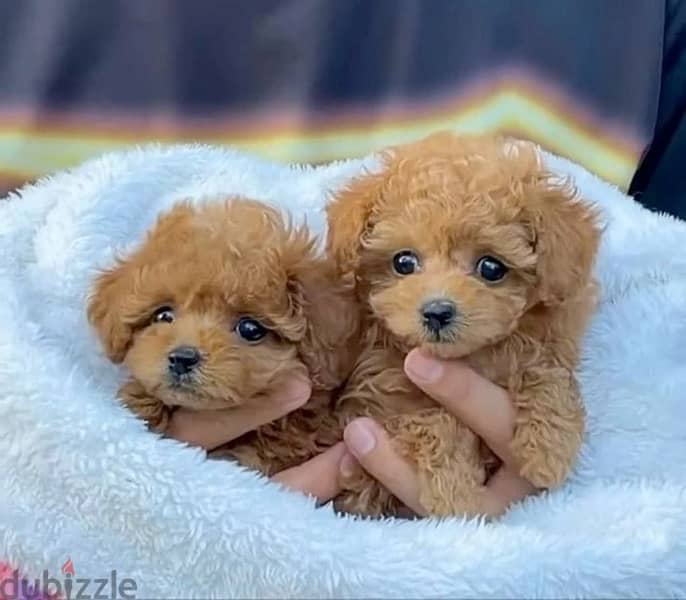 toy poodle puppy imported   Small 0
