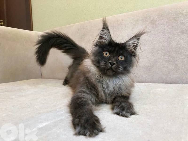 Imported  Mainecoon Kitten Delivery 0