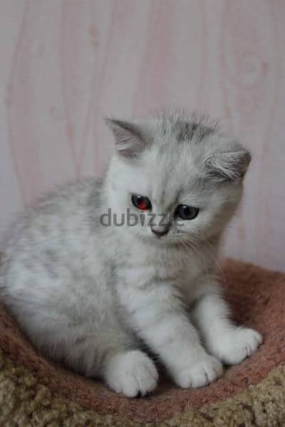 Beautiful British Silver Kitten/ cat قطط