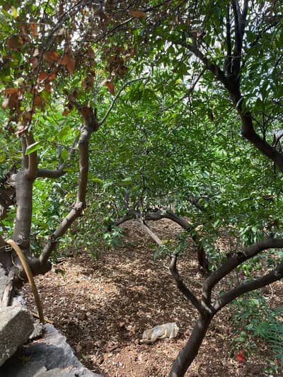 Land for sale in Mazraat Yachouh ارض للبيع في مزرعة يشوع