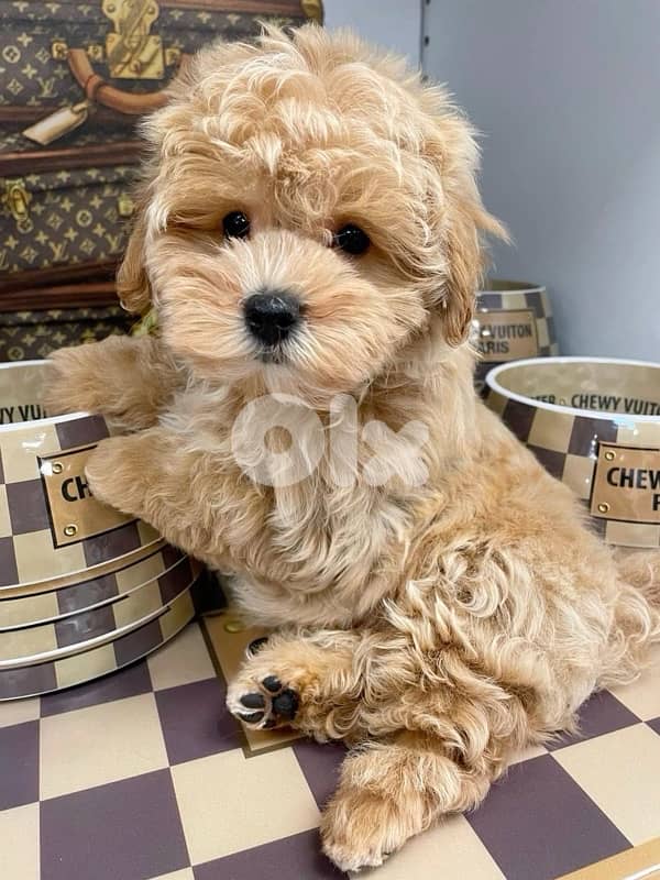 Maltipoo imported Puppy 0