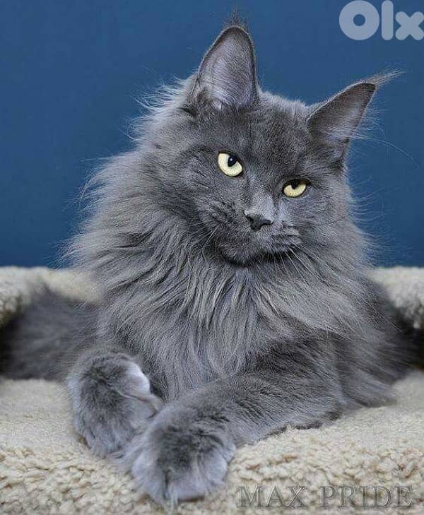 Imported Mainecoon Blue Grey 0