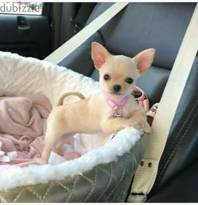 Chihuahua Small Pure Puppies/ Available in store/ dog كلاب
