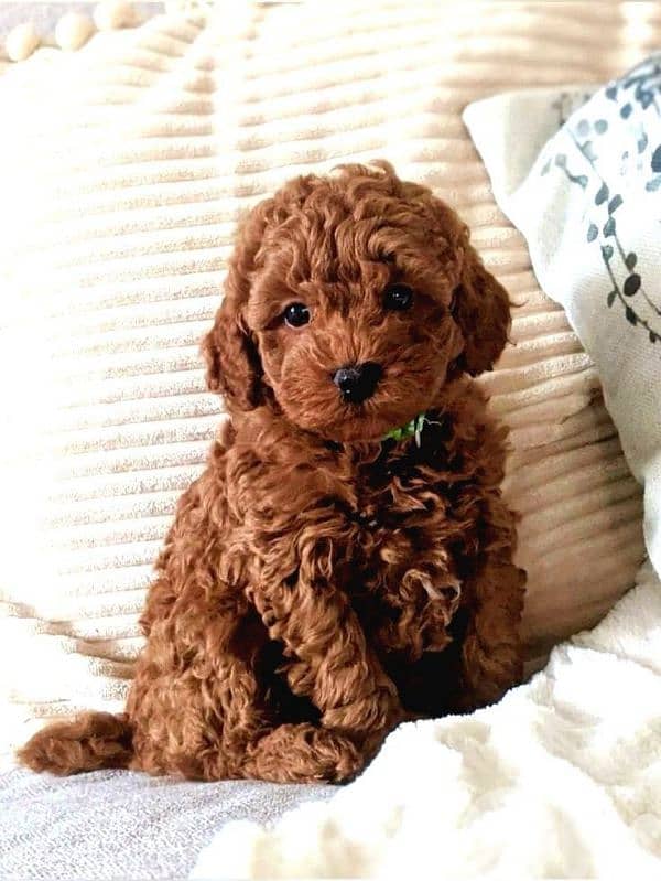 Red Poodle Puppies Available/ dog كلاب 0