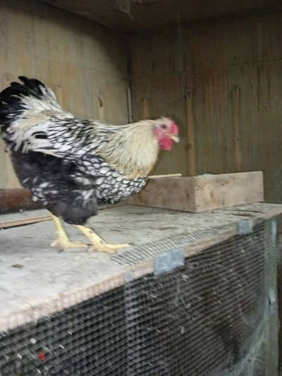 جوز وينتدوت سلفر عمر ثمان اشهر