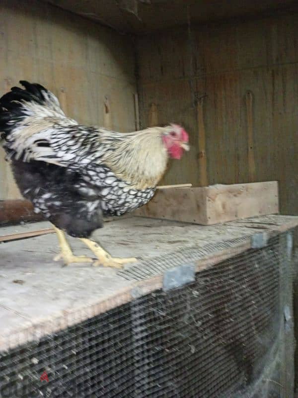 جوز وينتدوت سلفر عمر ثمان اشهر 0