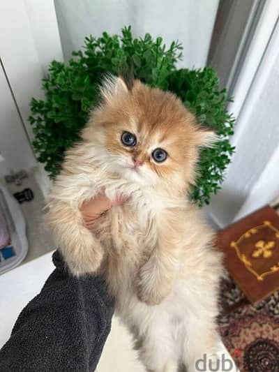Golden Chinchilla Longhair Imported Kitten Available/ قطط