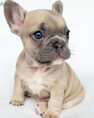 French Bulldog High Quality Puppies/ dog كلاب
