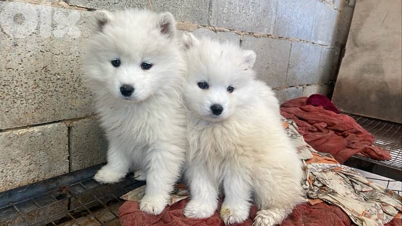 45 days pure samoyed puppies 0