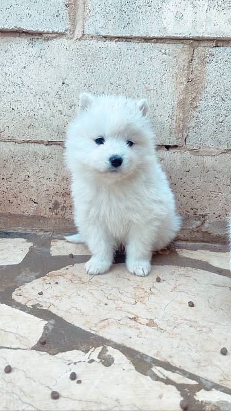 45 days pure samoyed puppies 3