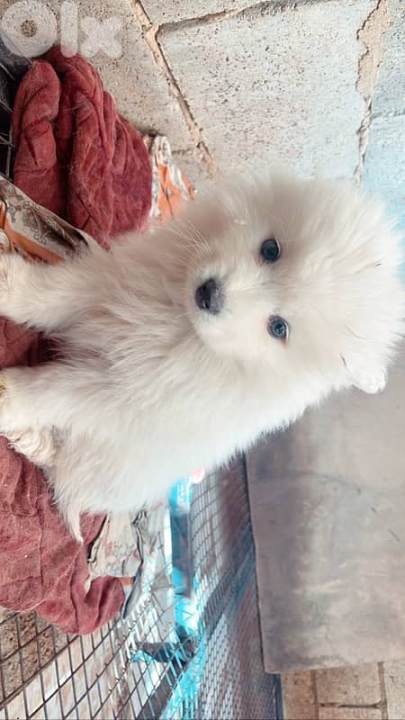 45 days pure samoyed puppies 4