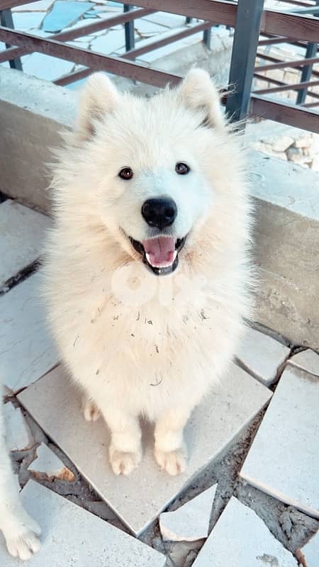 45 days pure samoyed puppies 5