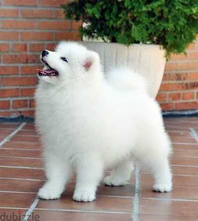 Samoyed Cute & Fluffy Puppies Available -Dog-High Quality -Delivery