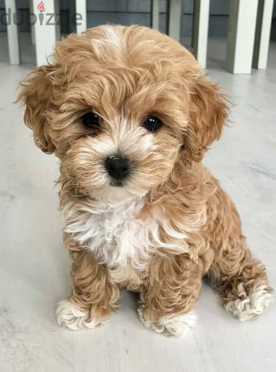 Cute & Fluffy Maltipoo Available - Dog - Imported - High Quality Pet