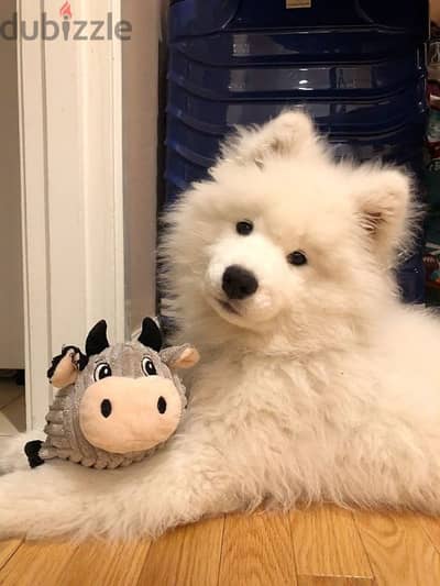 Large Samoyed Pure Puppy Available/ dog كلاب