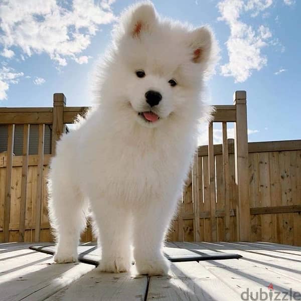 Stunning Samoyed puppy full white Pure breed/ Dog/ Delivery/كلب 0
