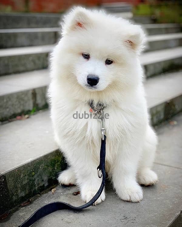 Pure white Samoyed Puppy High Quality Breed/ Dog/ Delivery/ كلب 0