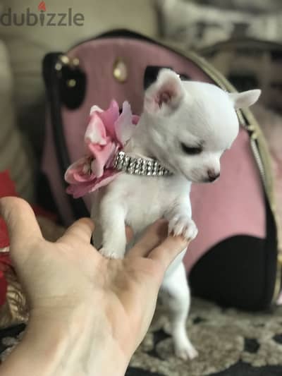 Tiny Chihuahua Pure Puppy Available/ dog كلاب