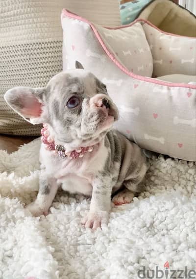 Merle French Bulldog Puppy pure breed / Dog Delivery كلب