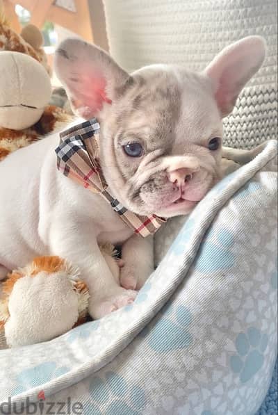 White & Merle French Bulldog Puppy pure breed / Dog Delivery كلب كلاب