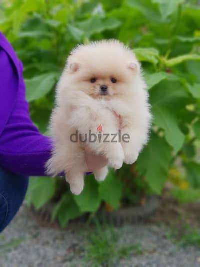 Pomeranian Puppies Available-High Quality-Dog-كلاب