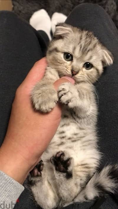 Scottish Fold Silver chinchilla Kitten Imported