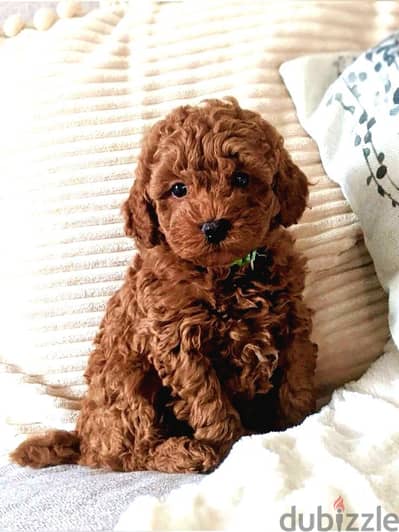 Toy Poodle Puppies - Available in store - Dog-Imported- Delivery