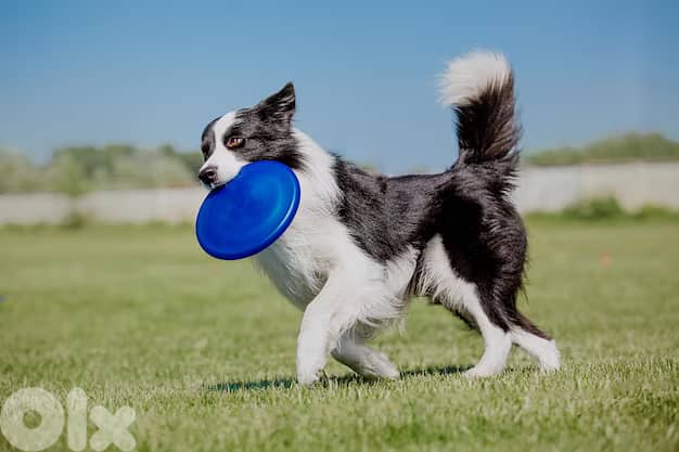 Bite Resistant Flying Disc 2