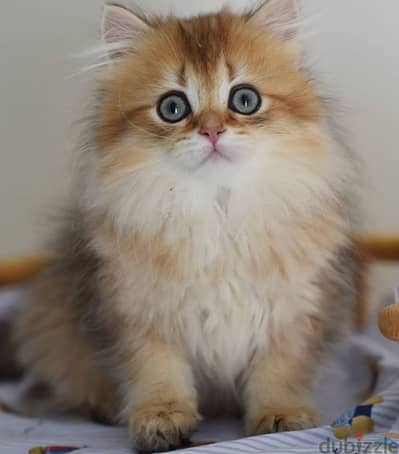 British Longhair Golden Chinchilla Imported Kitten/ cat قطط