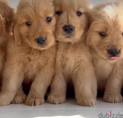 Imported Golden Retriever Gold