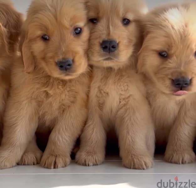 Imported Golden Retriever Gold 0