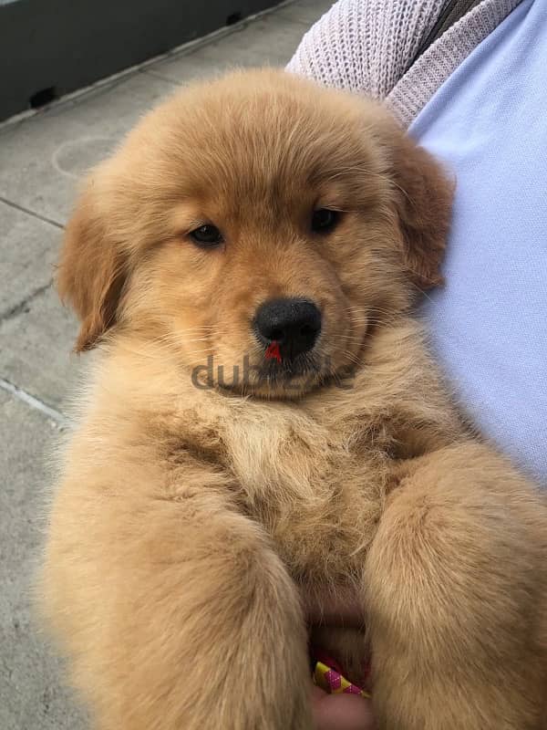 Imported Red Golden Retriever Puppy Delivery 0