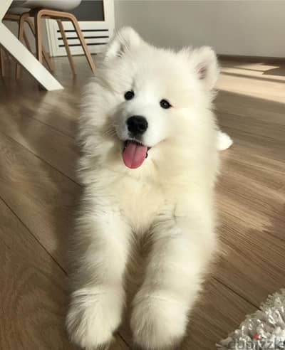 Perfect Samoyed Puppies Snow White/ dog Available in store