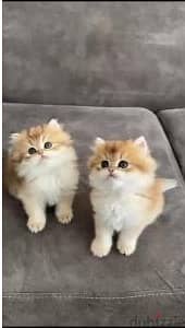 British Longhair Golden Chinchilla Kitten Available/ cat Available