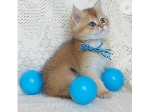 British Shorthair Golden Chinchilla Kitten 0