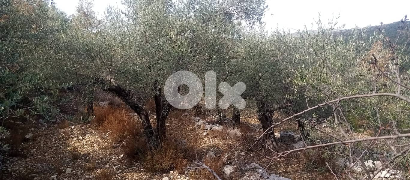 RWB135PK - Land for sale in Mechmech Jbeil 3