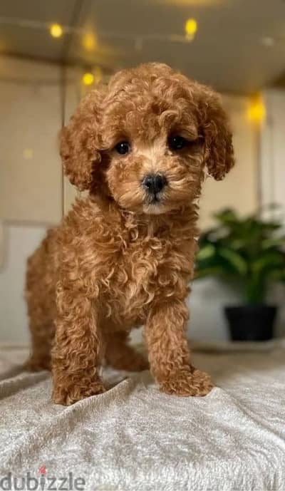 Poodle Puppies Available/Dog/كلاب/Imported/ Delivery